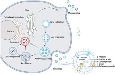 The emerging role of extracellular vesicles in fungi: a double-edged sword